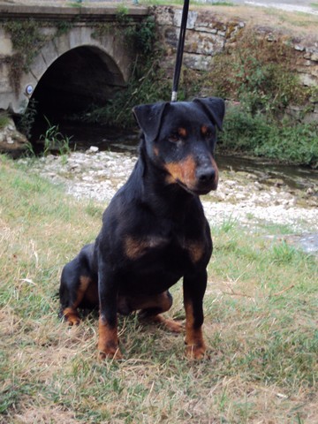 CH. Chico vom fiener bruch